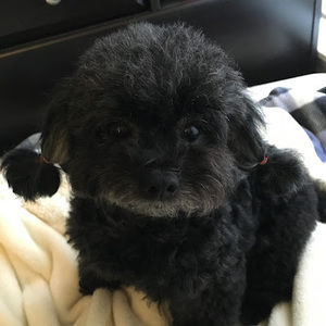 Meet your Posher, Sachi